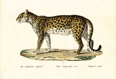 Leopard, 1824 by Karl Joseph Brodtmann